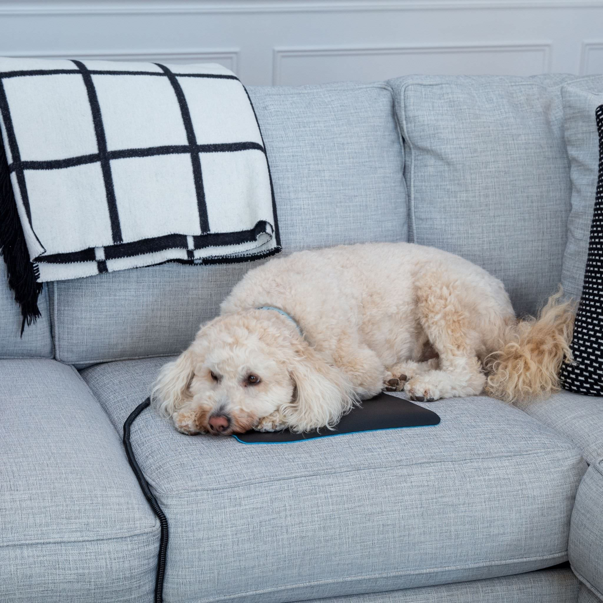 Dogs Nd Cats Love To Ground On The Earthing Chair Mat.Jpg